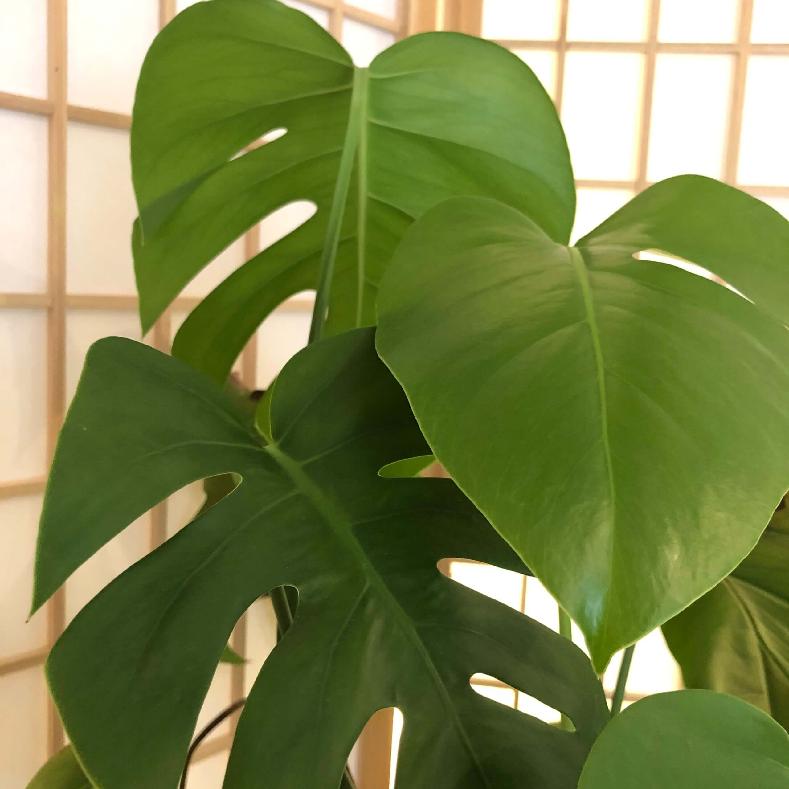 Monstera Plant