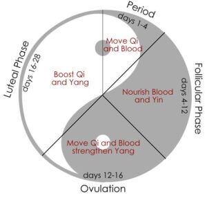 Yin Yang of the menstrual cycle